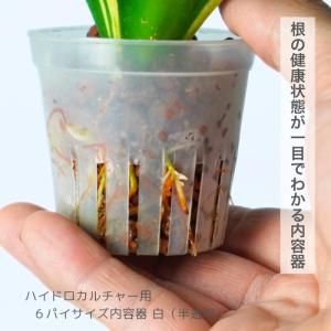 ハイドロカルチャー 用 育成ポット 資材 内容...の詳細画像1