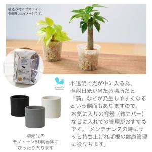 ハイドロカルチャー 用 育成ポット 資材 内容...の詳細画像2
