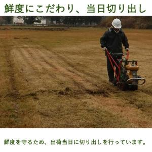 本日+4% 天然芝 1.5平米 高麗芝 姫高麗...の詳細画像1