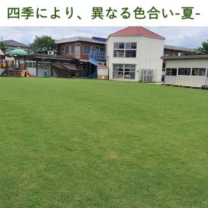 本日+4% 天然芝 1.5平米 高麗芝 姫高麗...の詳細画像2