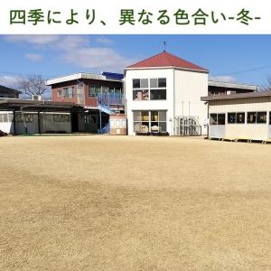 本日+4% 天然芝 1.5平米 高麗芝 姫高麗...の詳細画像3