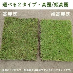 本日+4% 天然芝 1.5平米 高麗芝 姫高麗...の詳細画像4