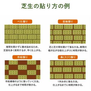 本日+4% 天然芝 1.5平米 高麗芝 姫高麗...の詳細画像5