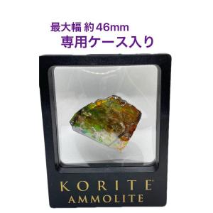 アンモライト原石　原石　最大幅46mm　幸運を呼び込む石　ツーソン展示会商品｜tarutosuhure