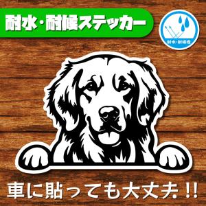 耐水・耐候ステッカー(ゴールデンレトリバー 2)