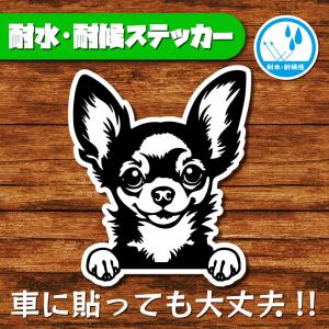 耐水・耐候ステッカー(ロングコートチワワ 2)
