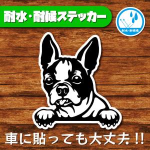 耐水・耐候ステッカー(ボストンテリア)