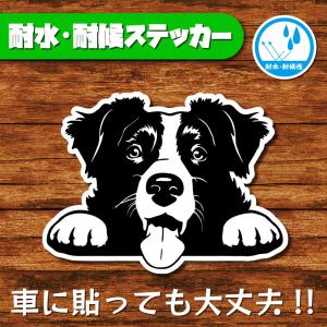 耐水・耐候ステッカー(ボーダーコリー)
