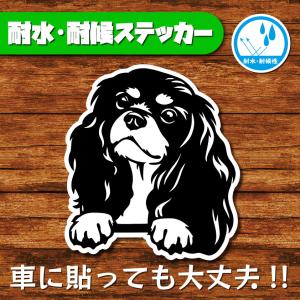 耐水・耐候ステッカー(アメリカンコッカースパニエル)