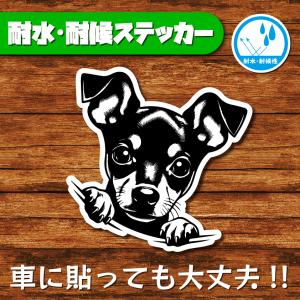 耐水・耐候ステッカー(ミニチュアピンシャー 9)
