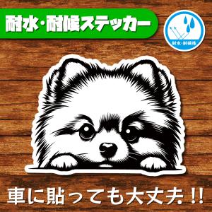 耐水・耐候ステッカー(ポメラニアン 5)
