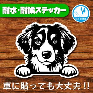 耐水・耐候ステッカー(コーイケルホンディエ)
