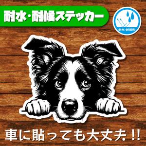 耐水・耐候ステッカー(ボーダーコリー 5)