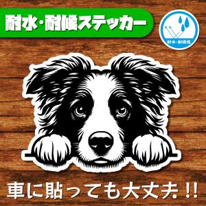 耐水・耐候ステッカー(ボーダーコリー 11)