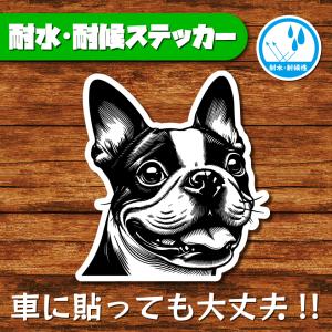 耐水・耐候ステッカー(ボストンテリア 14)