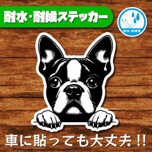 耐水・耐候ステッカー(ボストンテリア 15)