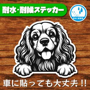 耐水・耐候ステッカー(アメリカンコッカースパニエル 13)