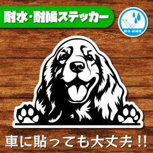 耐水・耐候ステッカー(アメリカンコッカースパニエル 14)