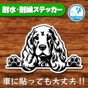 耐水・耐候ステッカー(イングリッシュコッカースパニエル 12)