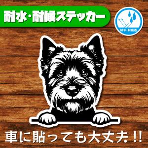 耐水・耐候ステッカー(ノーリッチテリア)