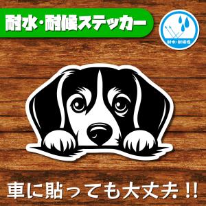 耐水・耐候ステッカー(ビーグル 6)