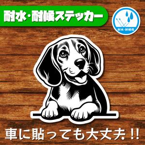 耐水・耐候ステッカー(ビーグル 8)
