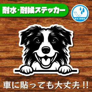 耐水・耐候ステッカー(ボーダーコリー 19)