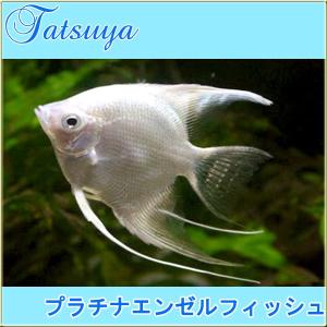プラチナエンゼル 10匹 エンゼルフィッシュ Tansui160a 竜屋 通販 Yahoo ショッピング