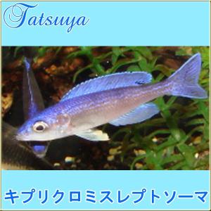 キプリクロミスレプトソーマ 4cm前後 10匹 ...の商品画像
