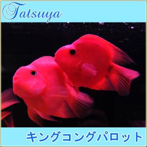 フラミンゴシクリッドの商品一覧 通販 Yahoo ショッピング