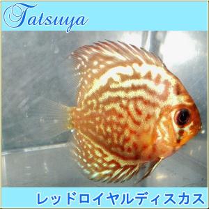 レッドロイヤルディスカス SMサイズ 10匹 デ...の商品画像