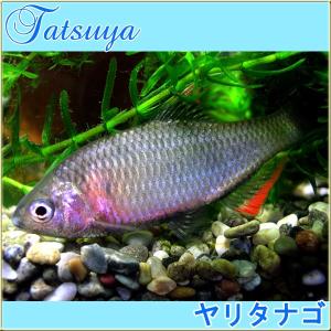 ヤリタナゴ　10匹　川魚