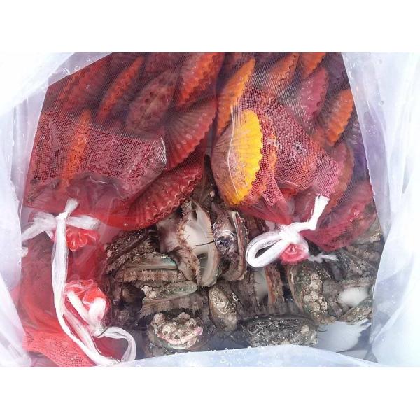 愛媛特産品・産地直送 宇和海産 活アワビ20個＆活ヒオウギ貝20個・約2kg前後〜4kg前後セット
