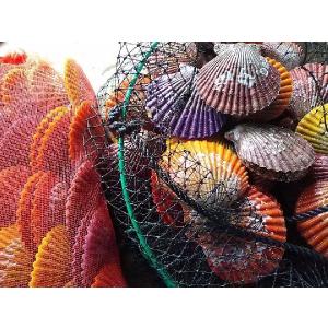 愛媛特産品・産地直送 宇和海産 活ヒオウギ貝（中〜大サイズ）40個入オリジナルセット