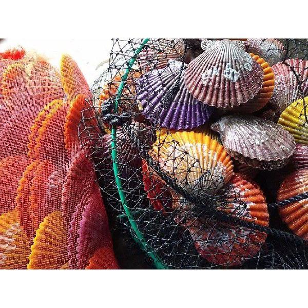 愛媛特産品・産地直送 宇和海産 活ヒオウギ貝（中〜大サイズ）50個入オリジナルセット 殻長70ミリ前...