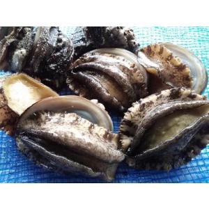 愛媛特産品・産地直送 宇和海産 活アワビ約2kg前後セット