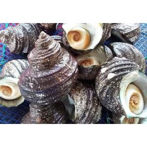 愛媛特産品・産地直送 宇和海産 天然活サザエ2kgセット
