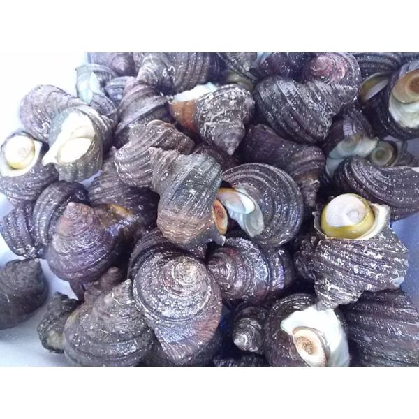 愛媛特産品・産地直送 宇和海産 天然活サザエ4kgセット