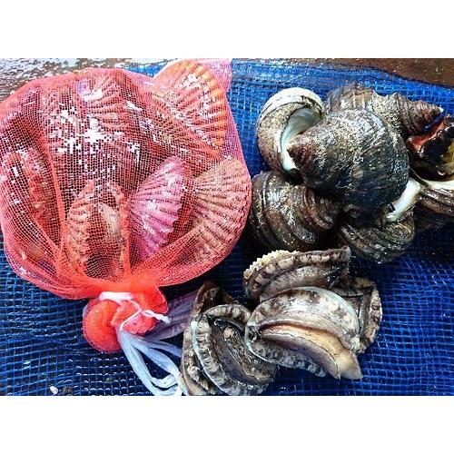 愛媛特産品・産地直送 宇和海産 活魚介類お買い得お任せセット 1.5kg〜2kg前後 活アワビ＆活ヒ...