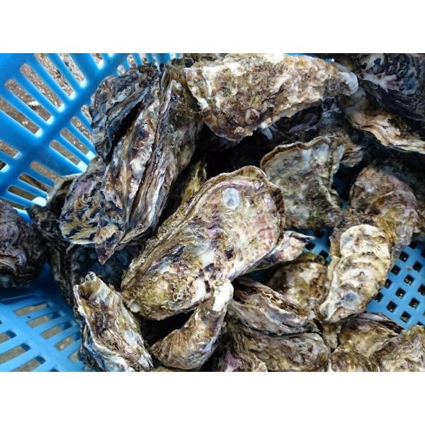 愛媛特産品・産地直送 宇和海産 御荘牡蠣(ミショウカキ) 2kgセット