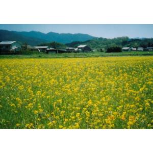 米 10kg ヒノヒカリ 奈良県産 明日香 お...の詳細画像2