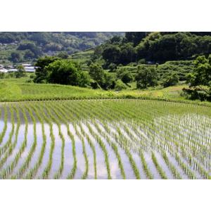 米 5kg ヒノヒカリ 奈良県産 明日香 お米...の詳細画像2