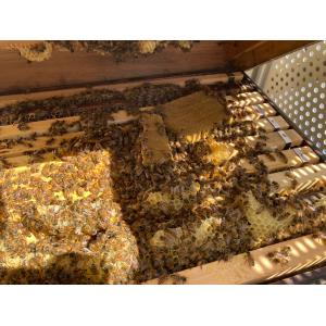 【養蜂飼料】花粉パテ 約240gの詳細画像1