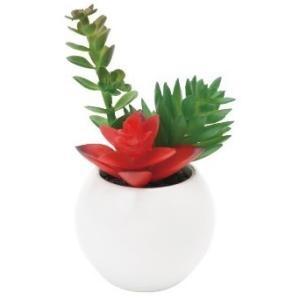 Plant Pod ルームフレグランス クラッスラ