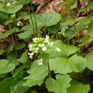 山わさび素掘り苗10株【ご予約承り中4月中旬発送】 抜き苗 山菜苗 野菜苗 耐寒性多年草 宿根草 山ワサビ 葉わさび