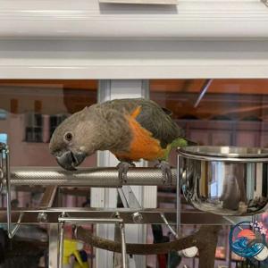 鳥かご ケージ 豪華な大型オウムケージ 304...の詳細画像1