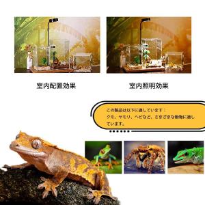爬虫類?両生類用飼育ケース 透明 飼育容器 飼...の詳細画像4