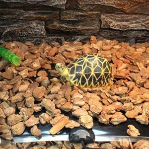 パネルヒーター 爬虫類 亀 小動物 防水 保温...の詳細画像1