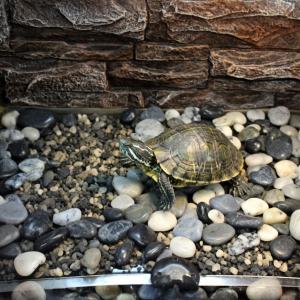 パネルヒーター 爬虫類 亀 小動物 防水 保温...の詳細画像1