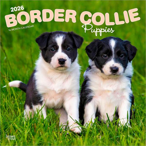 【輸入版】2026年 子犬のボーダー・コリー 壁掛けカレンダー / ブラウントラウト (Border...
